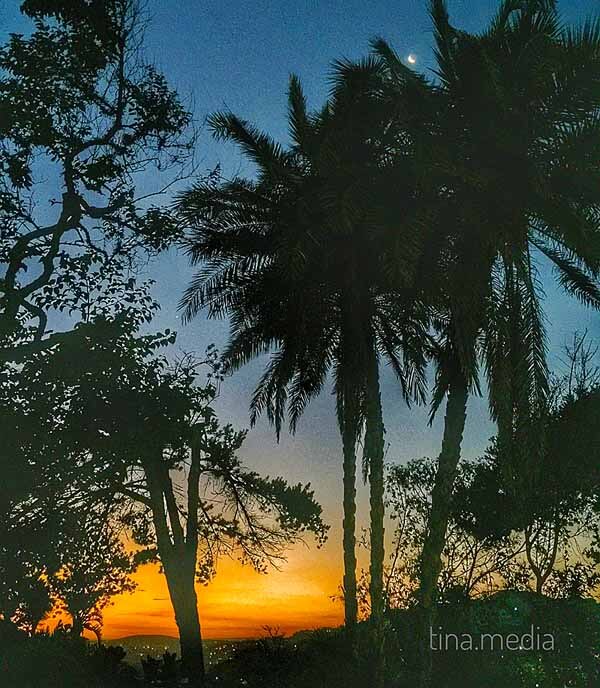 Golden glow of the sun setting silhouetted against the palms